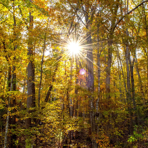 How to get Vitamin D with Summer Ending