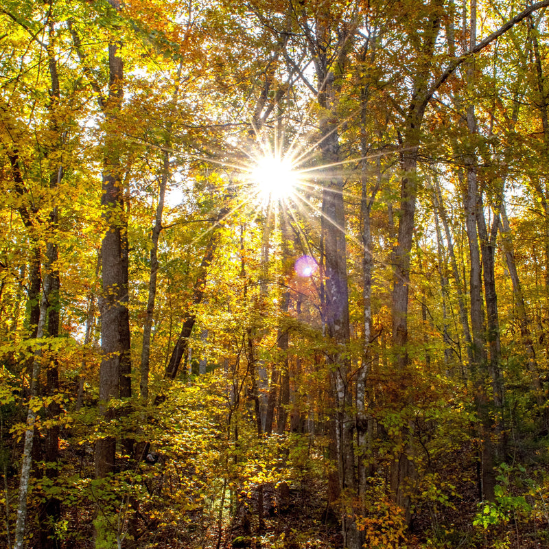 How to get Vitamin D with Summer Ending