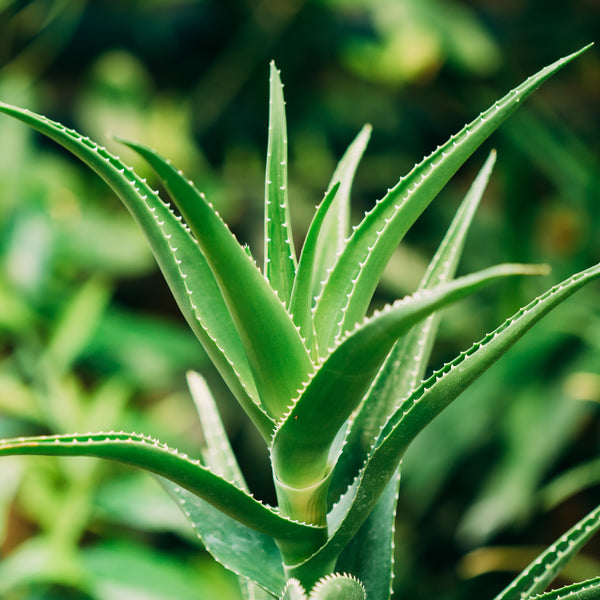 Why Aloe Vera Juice is the Perfect Addition to Your Beverages