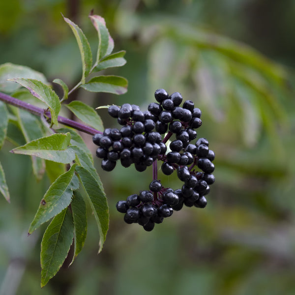 Why Elderberry Gummies are a Berry Good Choice to Your Daily Routine