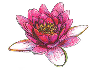 PipingRock Lotus Flower Fragrance Oil