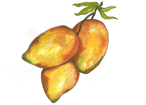 PipingRock Mango Fragrance Oil