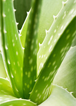 PipingRock Potent Aloe Vera Supplements